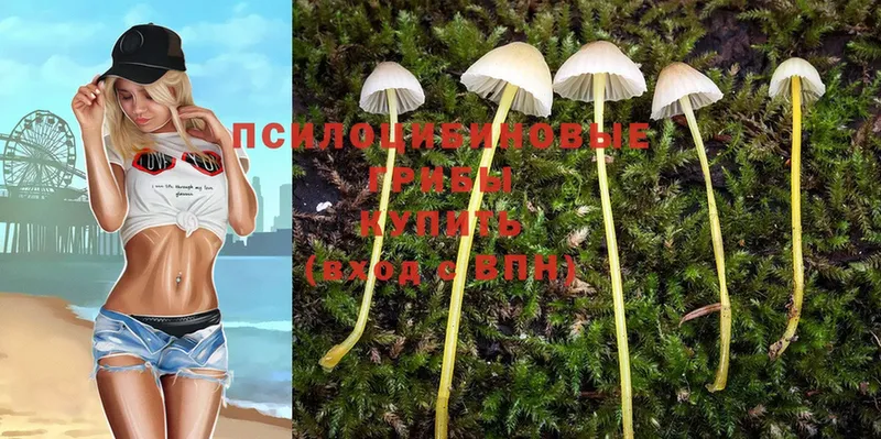 mega зеркало  Валдай  Псилоцибиновые грибы Psilocybe 